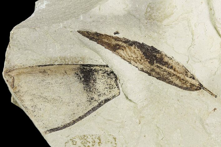 Fossil Leaf And Legume Pod- Green River Formation, Utah #109102